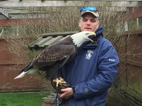 Rob Hope, the OWL rehab centre’s raptor care manager, says four lead-poisoned eagles brought into the centre in the last two weeks have died. Hope here shows off a healthy eagle that has been at the facility for the past 15 years.