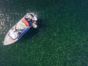 A jellyfish bloom is shown near Calvert Island, B.C., in this undated handout handout photo. Technology is allowing researchers in British Columbia to study jellyfish populations and their impact on the rest of the ocean in a whole new way.University of B.C. oceanography professor Brian Hunt and undergraduate student Jessica Schaub have been using drones to get a better picture of the size and composition of groups -- called blooms -- of moon jellyfish near Calvert Island, off B.C.'s central coast.