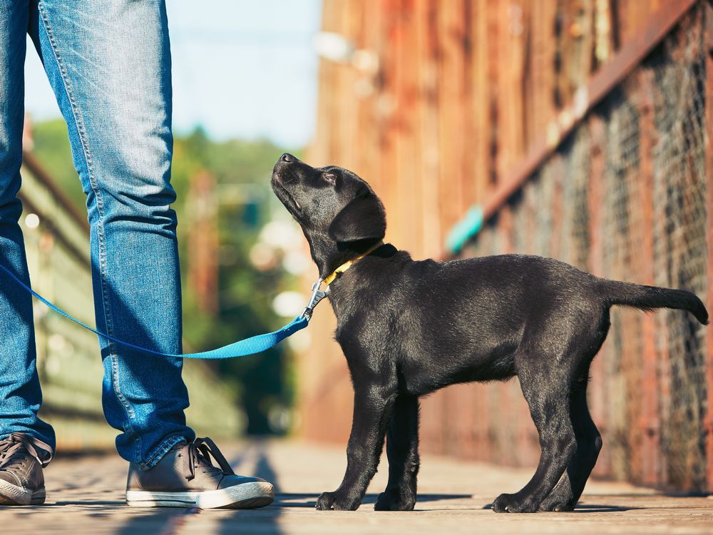 Pet Therapy The importance of keeping a cool head in dog training