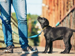 Morning walk with dog (black labrador retriever). Young man is training his puppy walking on the leash.