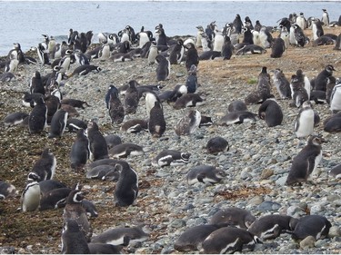This island in the Magellan Strait is the breeding ground for an estimated 69,000 pairs of Magellan penguins. This year's brood has already hatched, although not all the juveniles have lost their baby fuzz. These are one of several species of penguins that live in temperate regions and never venture into the ice and snow of Antarctica. A close cousin to Magellan penguins are the South African or black-footed penguins that are at the Vancouver Aquarium. The major difference is that the Magellans have mottled pink and black feet.