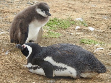This island in the Magellan Strait is the breeding ground for an estimated 69,000 pairs of Magellan penguins. This year's brood has already hatched, although not all the juveniles have lost their baby fuzz. These are one of several species of penguins that live in temperate regions and never venture into the ice and snow of Antarctica. A close cousin to Magellan penguins are the South African or black-footed penguins that are at the Vancouver Aquarium. The major difference is that the Magellans have mottled pink and black feet.