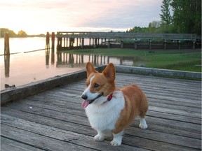 Legions of fans are mourning the death of social media star Loki the Corgi. The Vancouver canine, who had 700,000 followers on Instagram and more than 800,000 on Facebook, died Monday from chronic kidney disease, according to his owners's Instagram page. [PNG Merlin Archive]