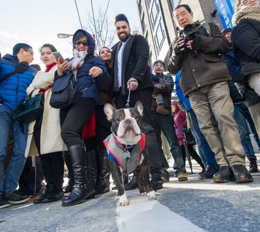 Rambo watches the parade along with thousands of people who turned out for the Chinese Lunar New Year Parade, Year of the Dog, in Chinatown, Vancouver, BC,  February 18, 2018.