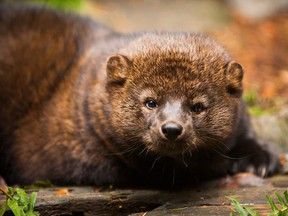 The fisher is a secretive animal whose forest habitat in BC is threatened by large-scale pine-beetle logging and vast wildfires. The province has suspended a program of reintroducing the creature to Washington state due to population concerns.