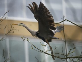 FILE PHOTO - Great blue herons have just returned to the giant tree's above the Vancouver Park Board office's near Beach Ave and Park Lane.