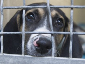 A dog at the Vancouver SPCA. The agency was awarded ownership of a dog (not pictured) after its owner told a therapy session he had thrown his dog in a fit of anger.