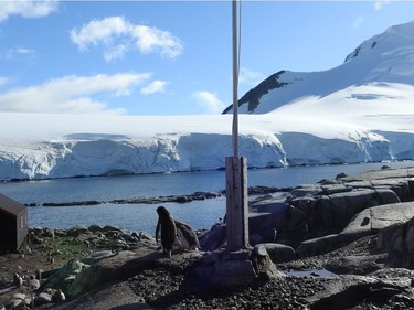 In 1921, British whalers established a base at Port Lockroy – nearly 280 kilometres north of the Antarctic Circle. The station was taken over by the British government in 1944 as part of its secret plan to assert sovereignty over Antarctica. After the end of the Second World War, the British Antarctic Service operated it as a scientific research station until 1962. More recently, Britain had to make a choice about what to do with the base because  under the Antarctic Treaty's environmental protocol, it either had to be buildings or rebuilt, restored and maintained. Since 1996, it has been operated by the non-profit, United Kingdom Antarctic Trust as a museum and post office during the four-and-a-half months of Antarctic summer. Every year, an estimated 16,000 people visit here.