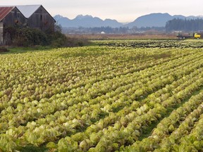 A Metro Vancouver land use inventory found that 50 per cent of the region's farmland inside the Agricultural Land Reserve is not actively farmed.