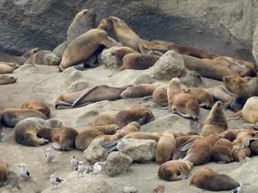 Marta Island, Chile – This island in the Magellan Strait is where South American sea lions as well as some fur seals come to breed in the summer. The beach masters – alpha males – guard their stretch of the shoreline and protect their harems from other male intruders. The females, meantime, are forced to protect their pups from errant males that kill any young that they haven't sired.