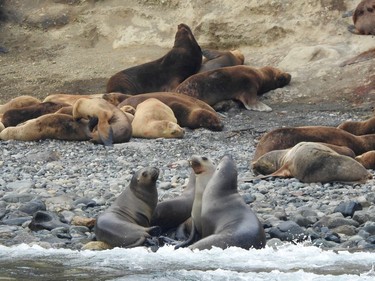 Marta Island, Chile – This island in the Magellan Strait is where South American sea lions as well as some fur seals come to breed in the summer. The beach masters – alpha males – guard their stretch of the shoreline and protect their harems from other male intruders. The females, meantime, are forced to protect their pups from errant males that kill any young that they haven't sired.