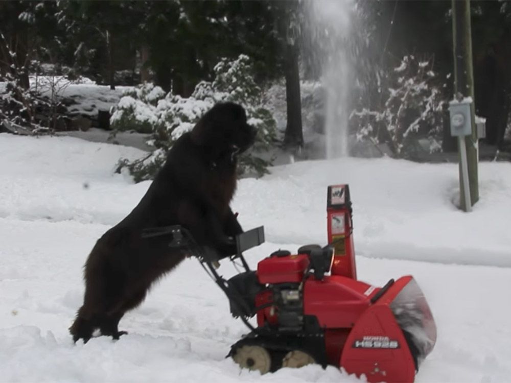 This dog's snow joke: Salmon Arm-area Newfie shows off snowblower ...