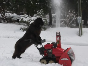 Morgan the six-year-old Newfoundland dog knows how to work a snowblower.