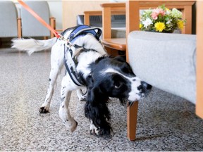 Angus, the English springer spaniel credited with detecting and preventing superbug infections at Vancouver General Hospital is now lending his canine snout and germ detective duties to other hospitals in B.C. Here is Angus searching the patient lounge at VGH.