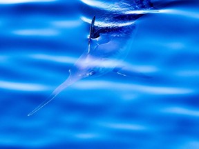 A swordfish spotted in 2017 for the first time along the B.C. coast, near Brooks Peninsula on the west coast of Vancouver Island.