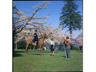 April 6, 1960: Stanley Park in spring, cherry blossoms in bloom. A photographer takes photo of a lady with a mounted police.