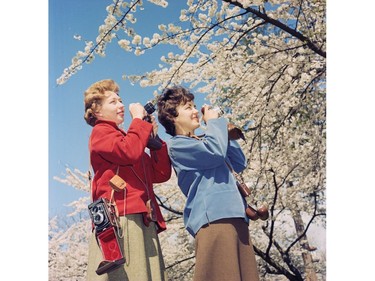 April 10, 1962: Deni Eagland snapped a shot of ladies photographing the cherry blossoms. We think this may be at Stanley Park
