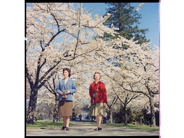 April 10, 1962: Recently discovered archived photos of two ladies enjoying the cherry blossoms. We think this photo was taken at Stanley Park.