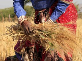 Farmers across Canada who employ temporary foreign workers don't agree with Service Canada's new tactic of unannounced audits.