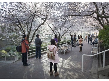 March 29, 2013: Cherry trees are in bloom across at the Burrard St. SkyTrain stop.