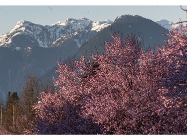 March 30, 2013: A perfect Vancouver day to take in the Cherry trees blooming across Vancouver.