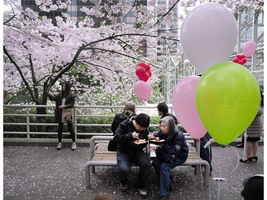 April 4, 2013: Participants eat lunch under cherry blossoms at the launch of the cherry blossom festival at Art Phillips Park