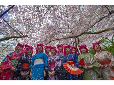 April 3, 2014, - Vancity Soran's Yayoi Movement Theatre pose for photos underneath the blossoms in Vancouver Cherry Blossom Festival's Cherry Jam.