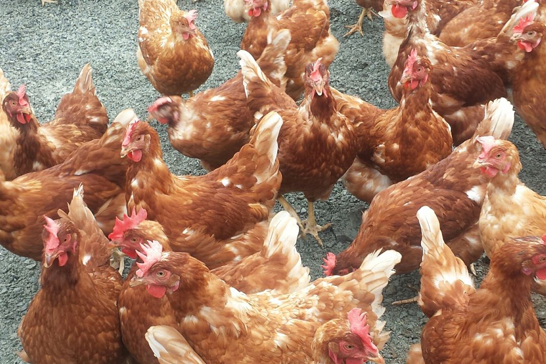 Flock of poultry in Kelowna backyard destroyed after highly pathogenic