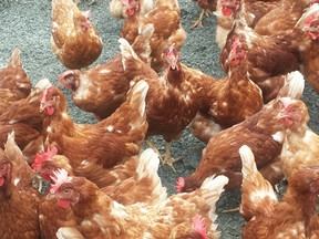 A poultry processing plant in Abbotsford has been shut down by health officials.