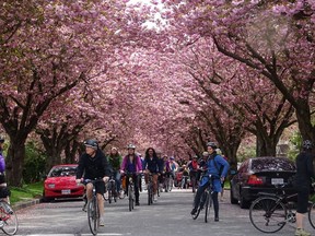 Cycling is an excellent way to see the beautiful canopy of cherry blossoms.