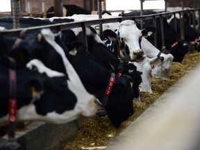 Dismantling dairy supply management would give Canada something to bring to the NAFTA talks, an expert says.