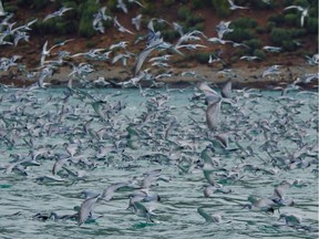 A blizzard of prions circles while prions and other seabirds feast on krill in the rich sub-Antarctic waters. Millions of birds, including endangered albatross and petrels, come here every summer to mate, breed and raise their chicks.