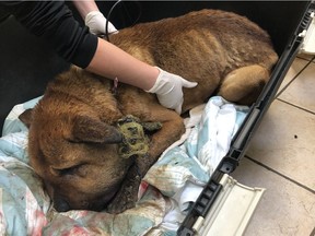 The BC SPCA says Duncan, B.C. couple Anderson Joe and Melissa Tooshley have been charged with animal cruelty in one of the most "profoundly shocking" cases of abuse and torture of a dog. [PNG Merlin Archive]
