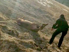 B.C. man Mitch Byle used some wire cutters to rescue an young elk tangled in barbed wire fence near Princeton, B.C. on March 25, 2018.