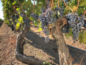 Hester Creek's Golden Mile Bench winery was first planted with classic European vitis vinifera vines in 1968 by Italian immigrant Joe Busnardo.