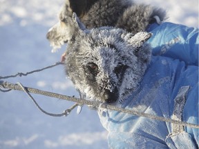 Dogs wait at a checkpoint during the Iditarod Trail Sled Dog Race in Manley Hot Springs, Alaska.