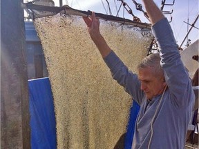 Jonn Matsen of the Squamish Streamkeepers Society, seen checking an artificial spawning net, says the herring hatch in False Creek this year is on track to exceed one billion, surpassing his conservation group's expectations.