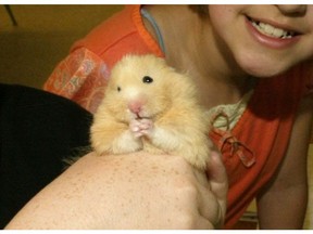 While classroom pets like "Einstein" the hamster have been putting smiles on kids' faces for decades, the B.C. SPCA says it's stressful for the animals and wants to see them either banned or dealt with more humanely in schools.