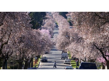 Here's When Vancouver Cherry Blossoms Will Reach Peak Bloom