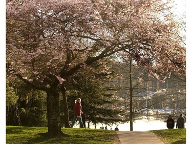 March 14, 2004: Cherry tree blossoms out in bloom along English Bay.