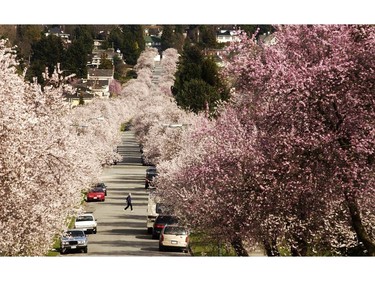 April 02, 2002 --  A pedestrian is dwarfed by cherry trees in full blossom along 22nd Avenue near Macdonald Street.
