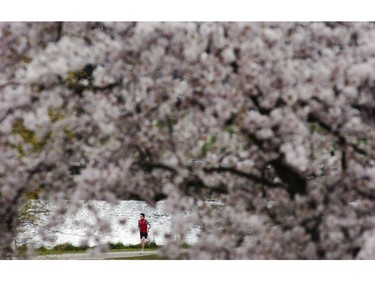 April 03, 2006: Vancouverites are world leaders in longevity. A cyclist rides along Vanier park surrounded by cherry blossoms.