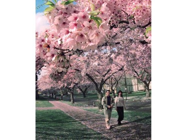 Apr. 13, 2000: Visitors from Taiwan,  Lhih Hoa (left) and Lin Hong-Yuan (right) stroll down Lower Mall Road at the University of British Columbia amid an ocean of cherry blossoms.