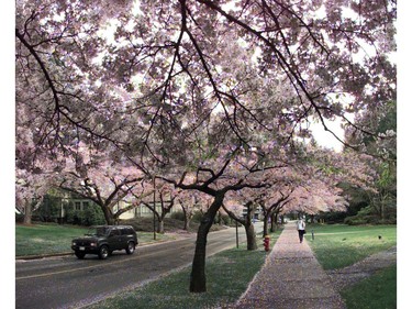 Apr. 13, 2000: Lower Mall Road at the University of British Columbia amid an ocean of cherry blossoms.