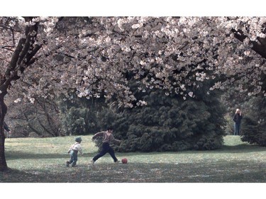 APRIL 15, 2001: under the cherry blossoms on Easter Sunday at Queen Elizabeth Park.