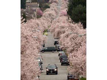 March 6, 2005: A profusion of spring cherry blossoms almost crowds out the cars on West 22nd Avenue.