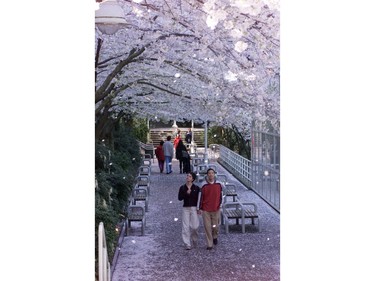 April 6, 1999: Its looks like snow on a warm spring day in downtown Vancouver while a couple walks under cherry trees in full blossom near the Burrard Street Skytrain Station.