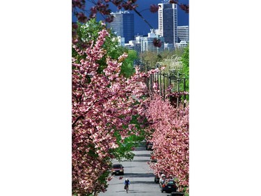 May 1, 2001:  Cyclists commuting home from work use Heather street lined with blazing red cherry blossom trees in full bloom.