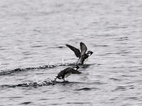 Ancient murrelets are under threat because of rats that have invaded Haida Gwaii. The rats were brought to the islands by Spanish and English ships that were trading for sea otter pelts during the 1700s. Nearly half of the world's population nest in the islands off the northern coast of British Columbia. An extensive rat eradication program was deemed successful in ridding Murchison and Faraday islands of rats, until several were spotted in the fall of 2017.