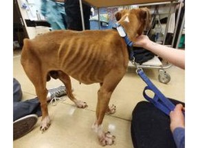 A photo taken of Cedric the boxer dog shortly after he was found starving in January.
